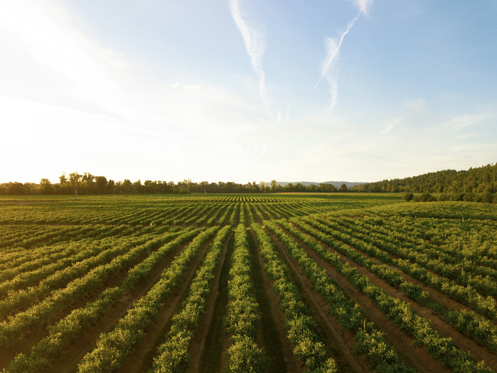 Champ cultivé au lever du soleil